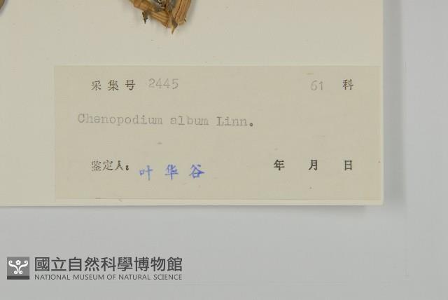 藜、灰藜藏品圖，第3張