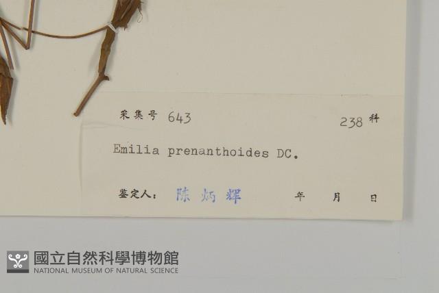 小葉一點紅藏品圖，第3張