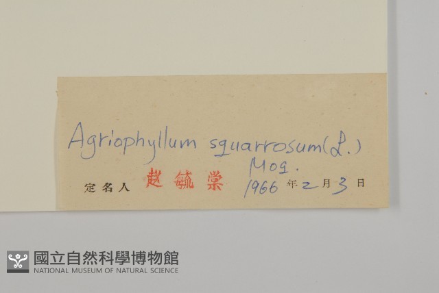 沙蓬藏品圖，第3張