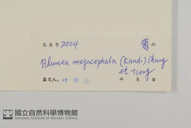 大頭艾納香藏品圖，第3張