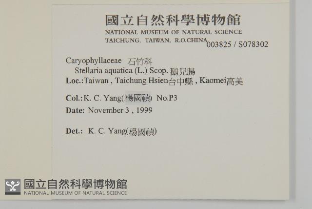 鵝兒腸藏品圖，第2張