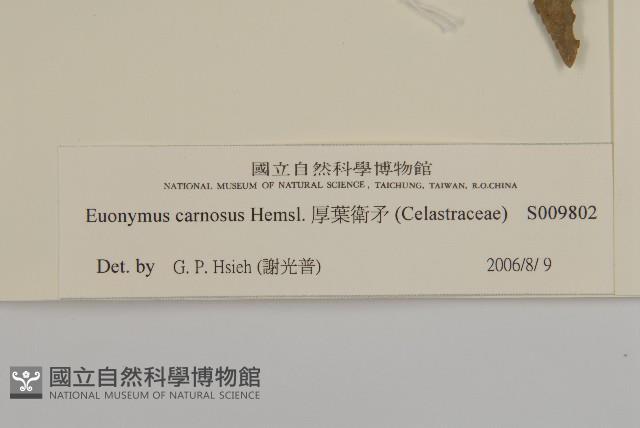 厚葉衛矛, 源一木藏品圖，第3張