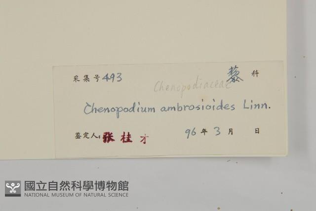 臭杏、土荊芥藏品圖，第3張