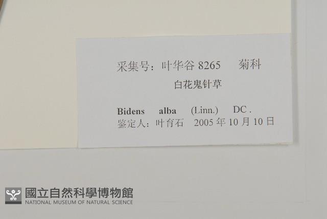 大花咸豐草藏品圖，第3張