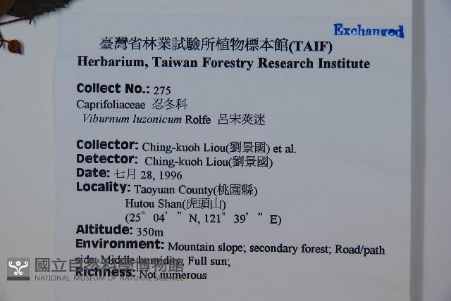 呂宋莢迷藏品圖，第2張