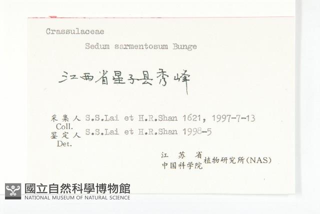 垂盆草藏品圖，第3張