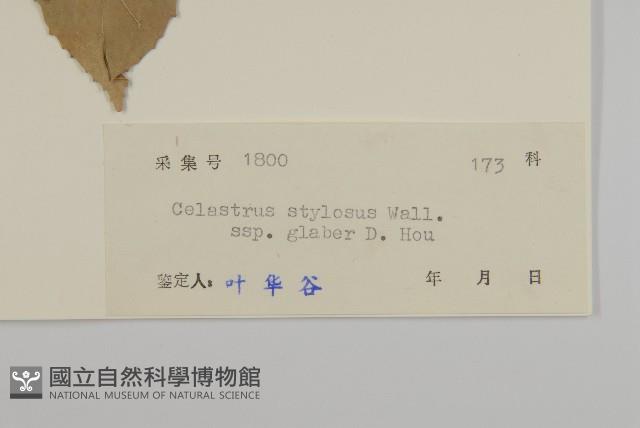 莖花南蛇藤藏品圖，第3張