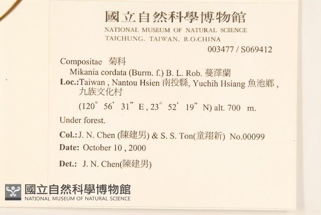 蔓澤蘭藏品圖，第2張