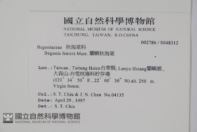 蘭嶼秋海棠藏品圖，第2張