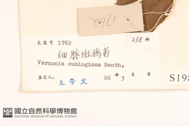 細脈斑鳩菊、毒根斑鳩菊藏品圖，第3張