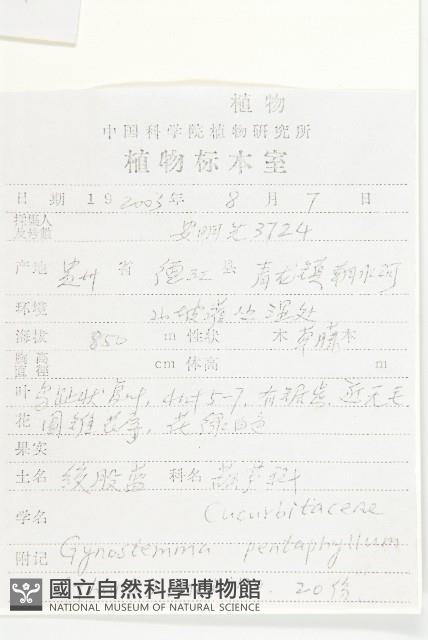 絞股藍藏品圖，第2張