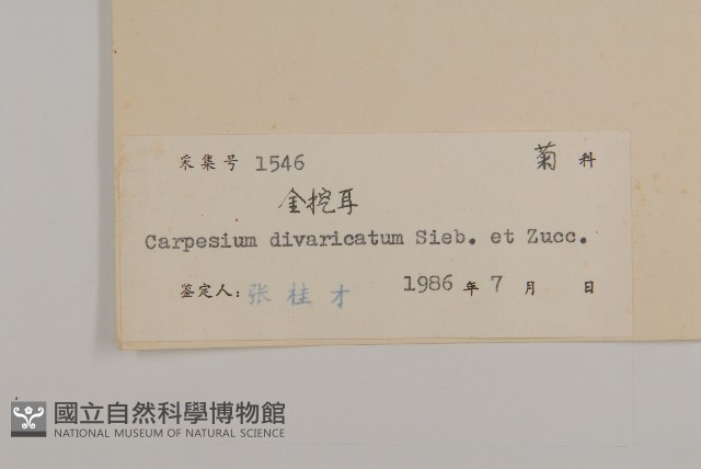 煙管草藏品圖，第3張