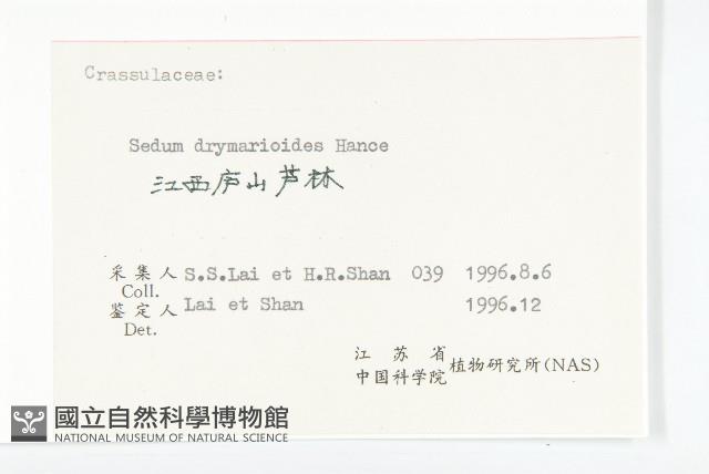 大葉火焰草藏品圖，第3張