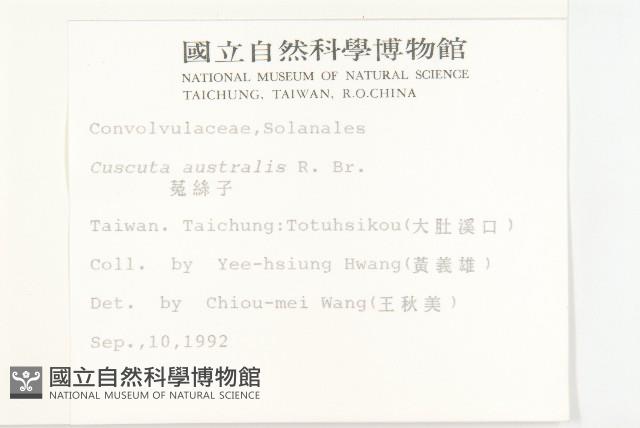 菟絲子藏品圖，第2張