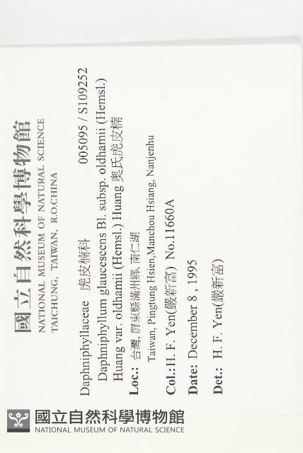 奧氏虎皮楠藏品圖，第2張