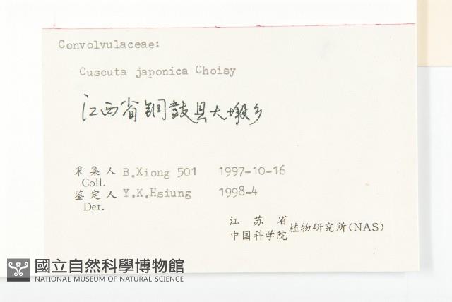 日本菟絲子藏品圖，第3張