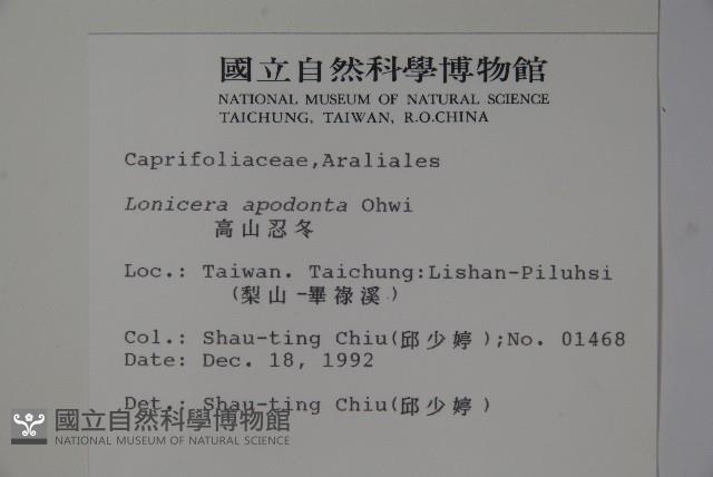 無梗忍冬藏品圖，第2張