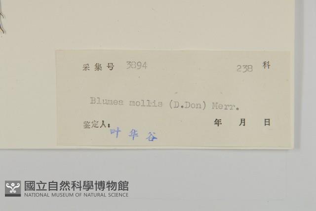 柔毛艾納香藏品圖，第3張