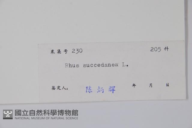 木蠟樹、山漆藏品圖，第2張