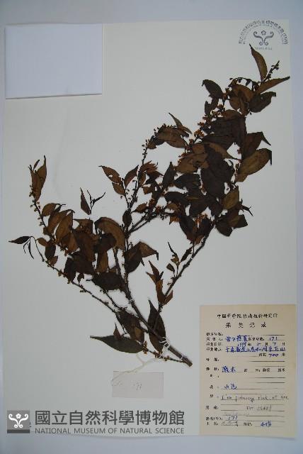 密毛假黃楊藏品圖，第3張