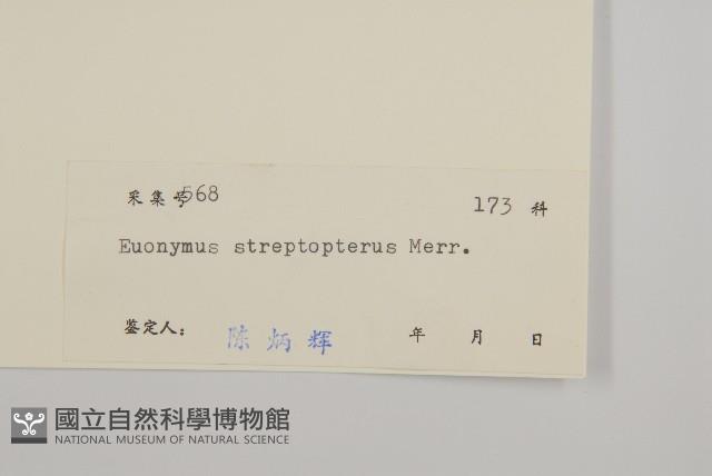 窄翅衛矛藏品圖，第3張