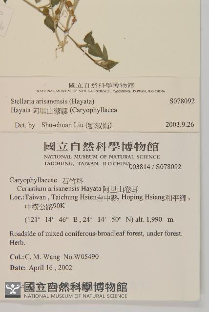 阿里山繁縷藏品圖，第2張