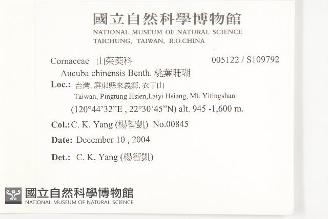 桃葉珊瑚藏品圖，第2張