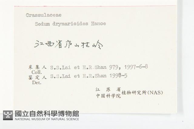 大葉火焰草藏品圖，第3張