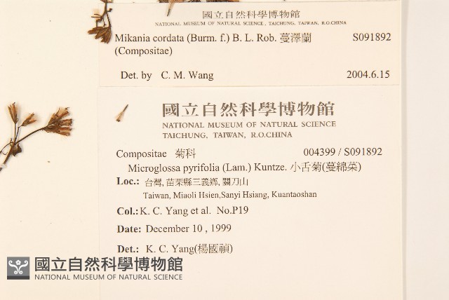 蔓澤蘭藏品圖，第2張