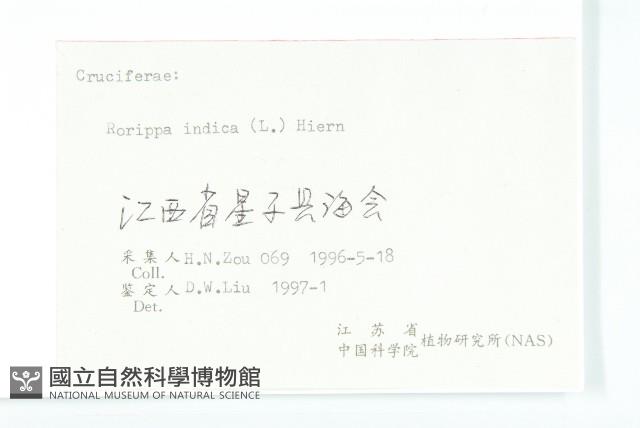 葶藶藏品圖，第3張