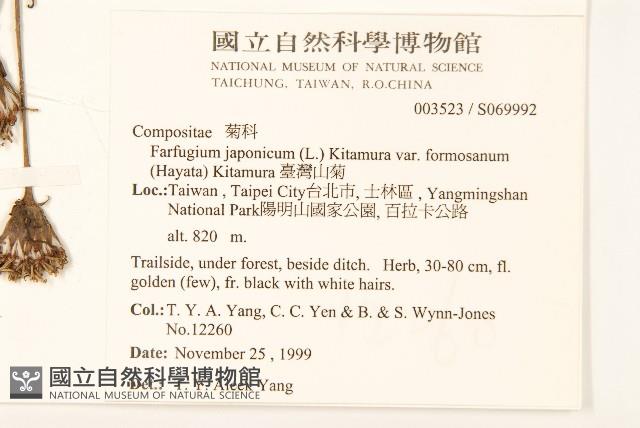 臺灣山菊藏品圖，第2張