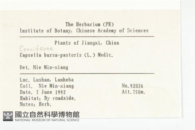 薺藏品圖，第2張