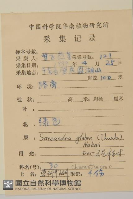 草珊瑚、紅果金粟蘭藏品圖，第2張