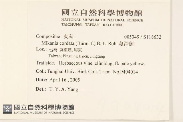 蔓澤蘭藏品圖，第2張