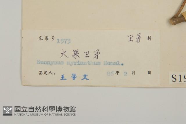 大果衛矛藏品圖，第3張