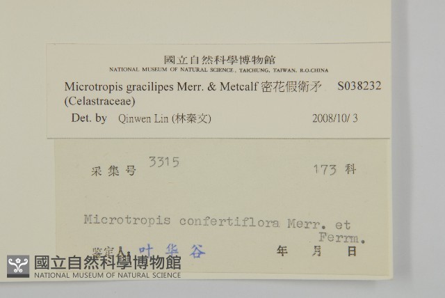 密花假衛矛藏品圖，第3張