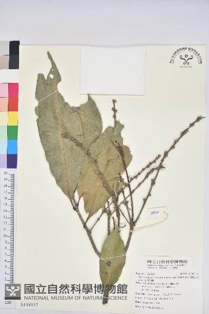 三斗石櫟藏品圖，第3張