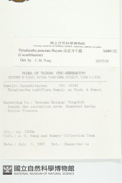 斑花青牛膽藏品圖，第2張