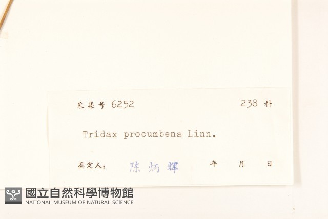 長柄菊藏品圖，第3張