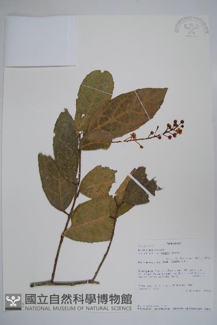 軟枝黃蟬藏品圖，第3張