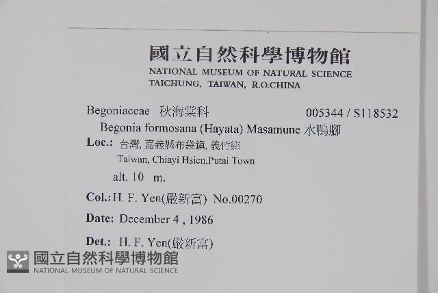 水鴨腳藏品圖，第2張