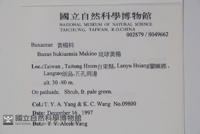 琉球黃楊藏品圖，第2張