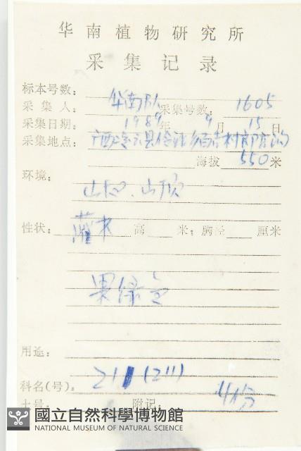 山紅柿藏品圖，第2張