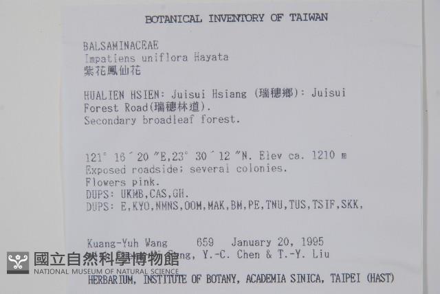 紫花鳳仙花藏品圖，第2張