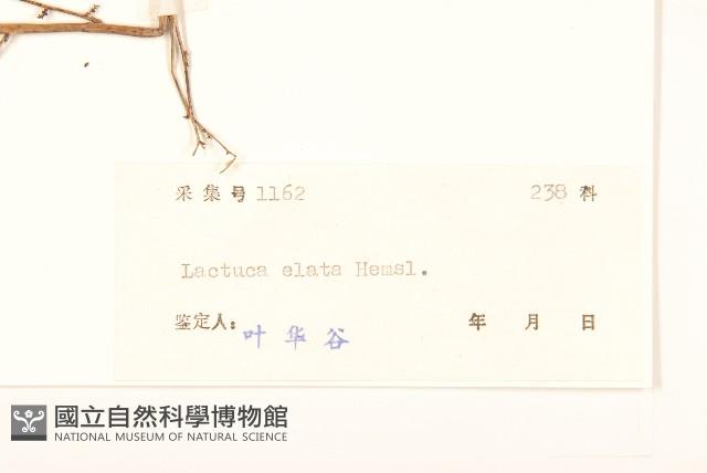 高苞苣藏品圖，第3張