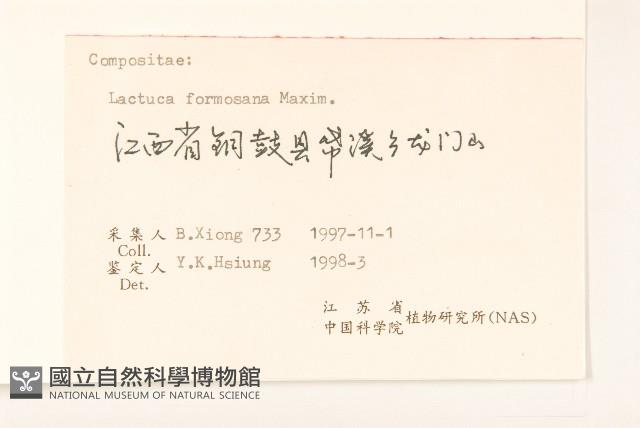 臺灣山苦苣藏品圖，第3張