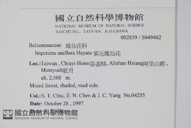 紫花鳳仙花藏品圖，第2張