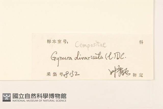 白仔菜藏品圖，第3張