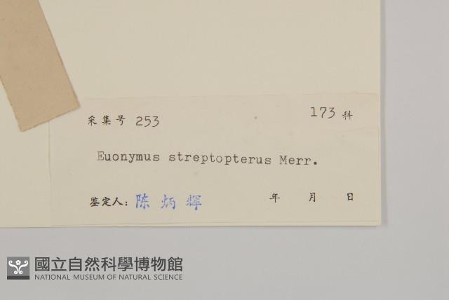 窄翅衛矛藏品圖，第3張