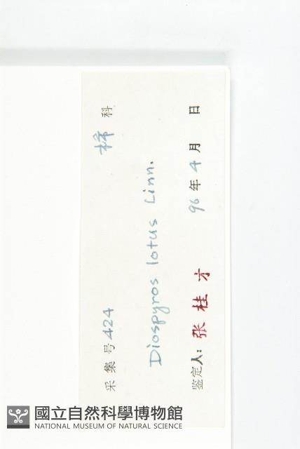 黑棗、君遷子藏品圖，第3張